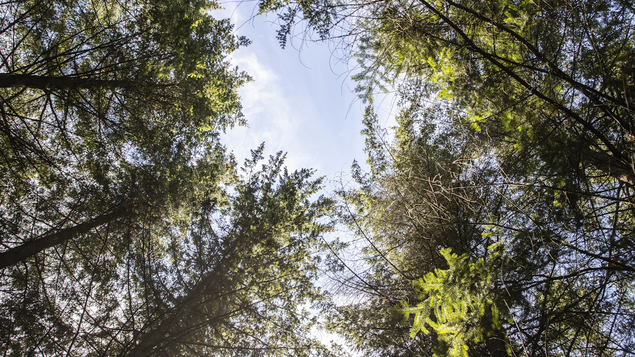 Douglaskuuset eivät saavuta Suomessa yhtä suuria mittoja kuin kotiseudullaan. Helsingissä Viikin arboretumissa kasvavat puut ovat vielä suunnilleen metsäkuusen kokoisia.