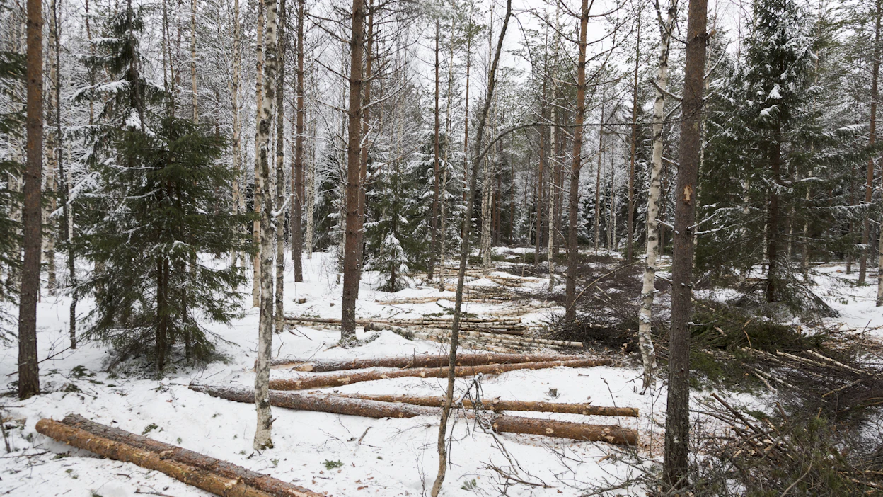Energiapuun kysyntä lisäsi kemera-tuen käyttöä. Metsänomistajat käyttivät kemera-tukea eniten nuoren metsän hoitoon ja pienpuun keruuseen viime vuonna.