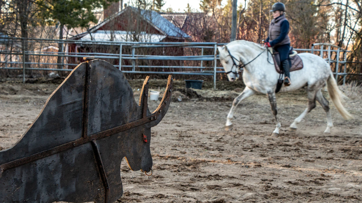 Working equitationissa hevonen tottuu monenlaisiin asioihin ja ratsukon keskinäinen luottamus paranee.