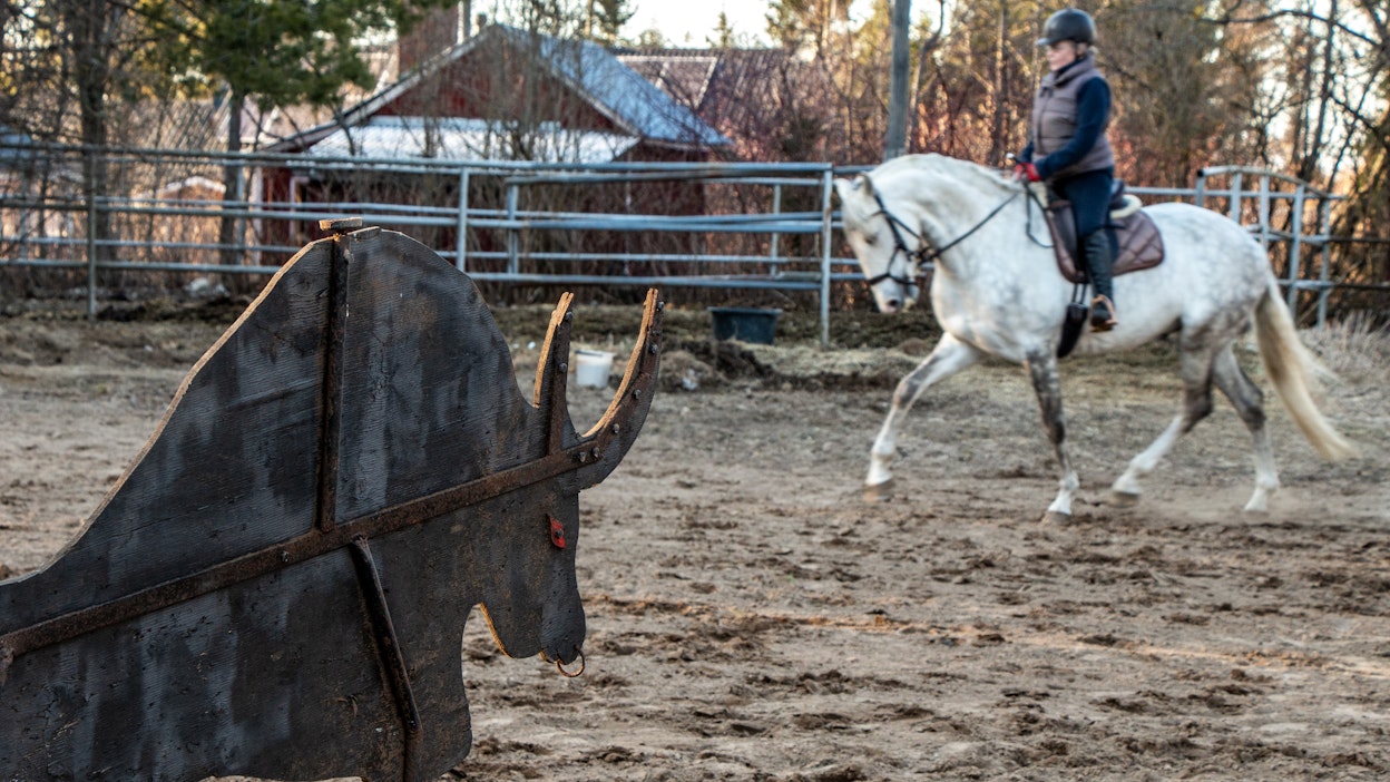 Working equitationissa hevonen tottuu monenlaisiin asioihin ja ratsukon keskinäinen luottamus paranee.