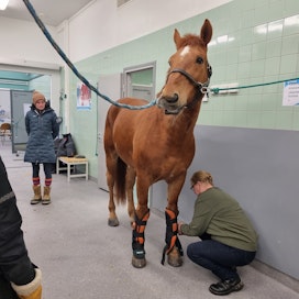 Kiuruvetinen Soile Kansanniva toi hevosensa Valtorin Kiuruveden eläinklinikan avajaisiin. Valtorin avustuksella esiteltiin lämpökuvausta ja verenkiertoa edistäviä suojia. 