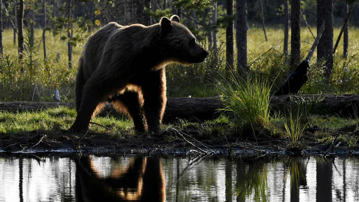 Luonnonvarakeskuksen arvion mukaan Suomessa oli ennen syksyn metsästyskauden alkua noin 2 100–2 250 karhua. LEHTIKUVA / JUSSI NUKARI.