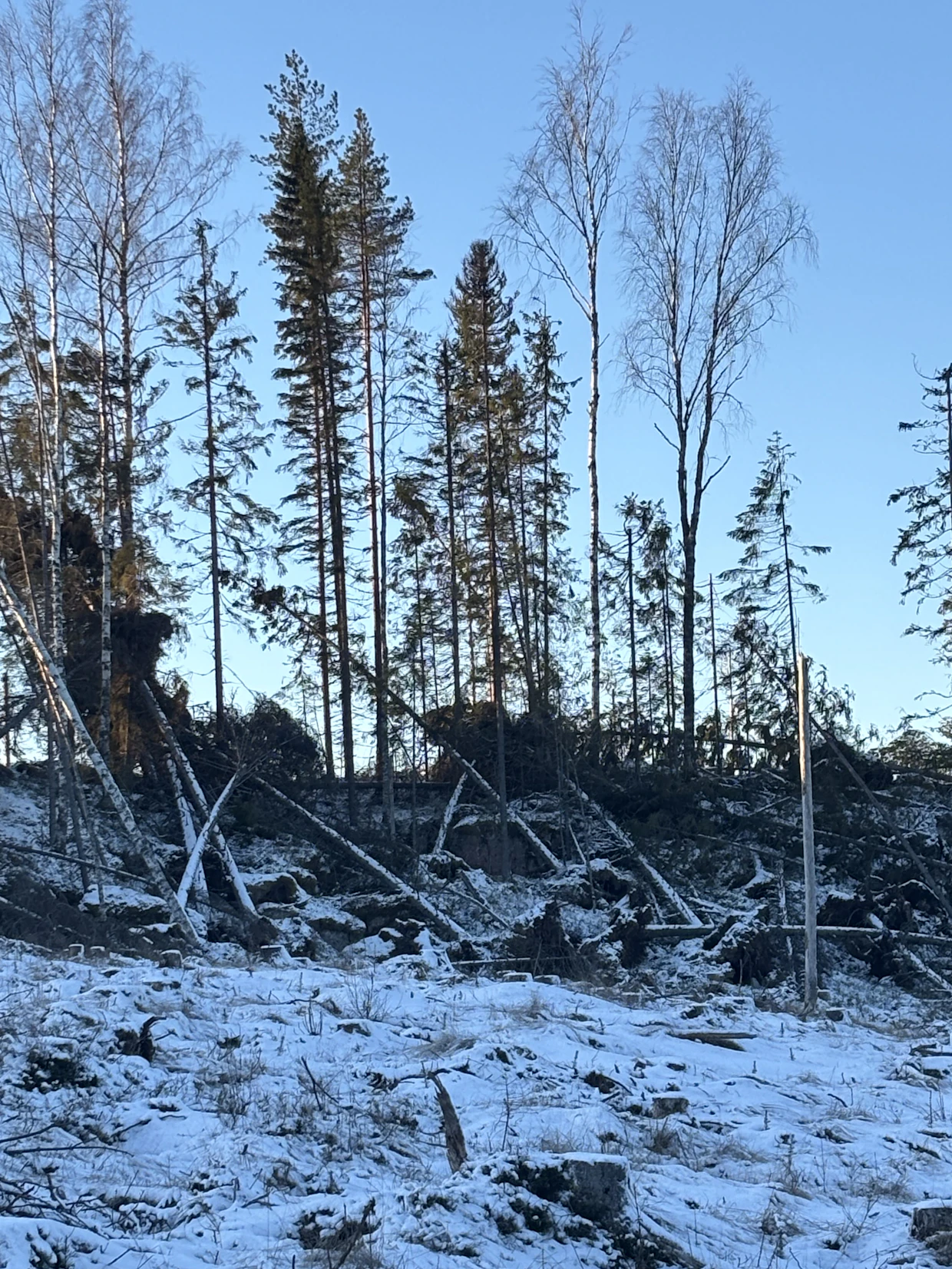 Ylöjärvellä Itä-Aureen Anttilanperän ja Riuttasen alueella Hannes-myrsky kaatoi puita.