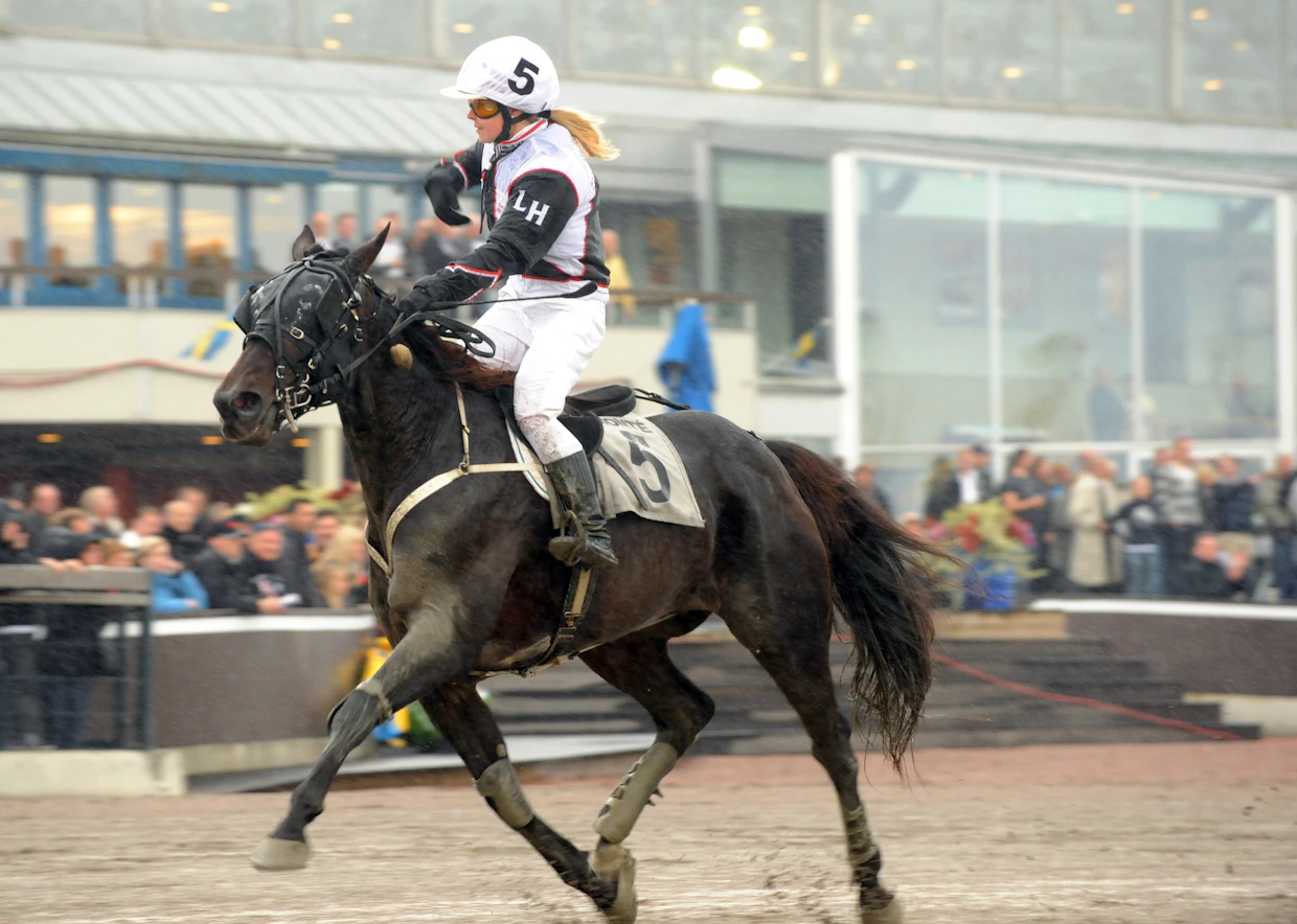 Davidov voitti vuonna 2008 Linda Höijerin ohjastamana montén Ruotsin mestaruuden Åbyn raviradalla.