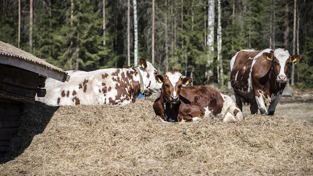 Karja on ayrshirerotuista. ”Karjamme ruokinta on aina perustunut runsaaseen nurmirehuun ja laiduntamiseen. Niiden hyödyntäjänä ayrshire on ylivoimainen.”