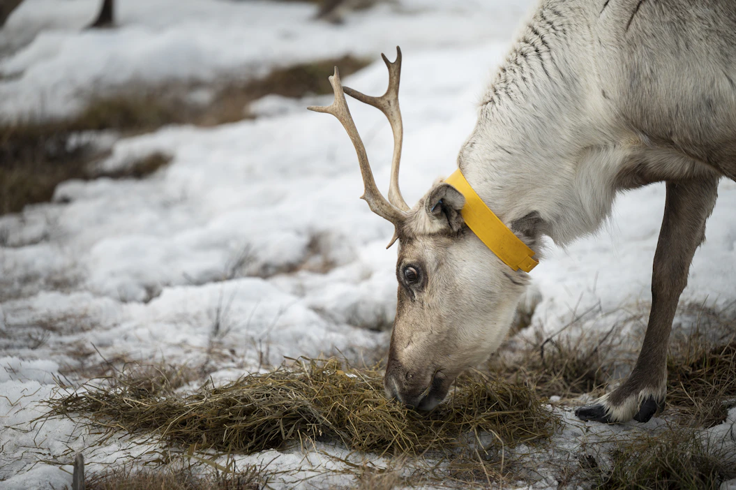 Säilörehulla lihomisen riski ei ole yhtä merkittävä kuin väkirehuilla. Kuvassa poroja Torvisen kylällä Sodankylässä.