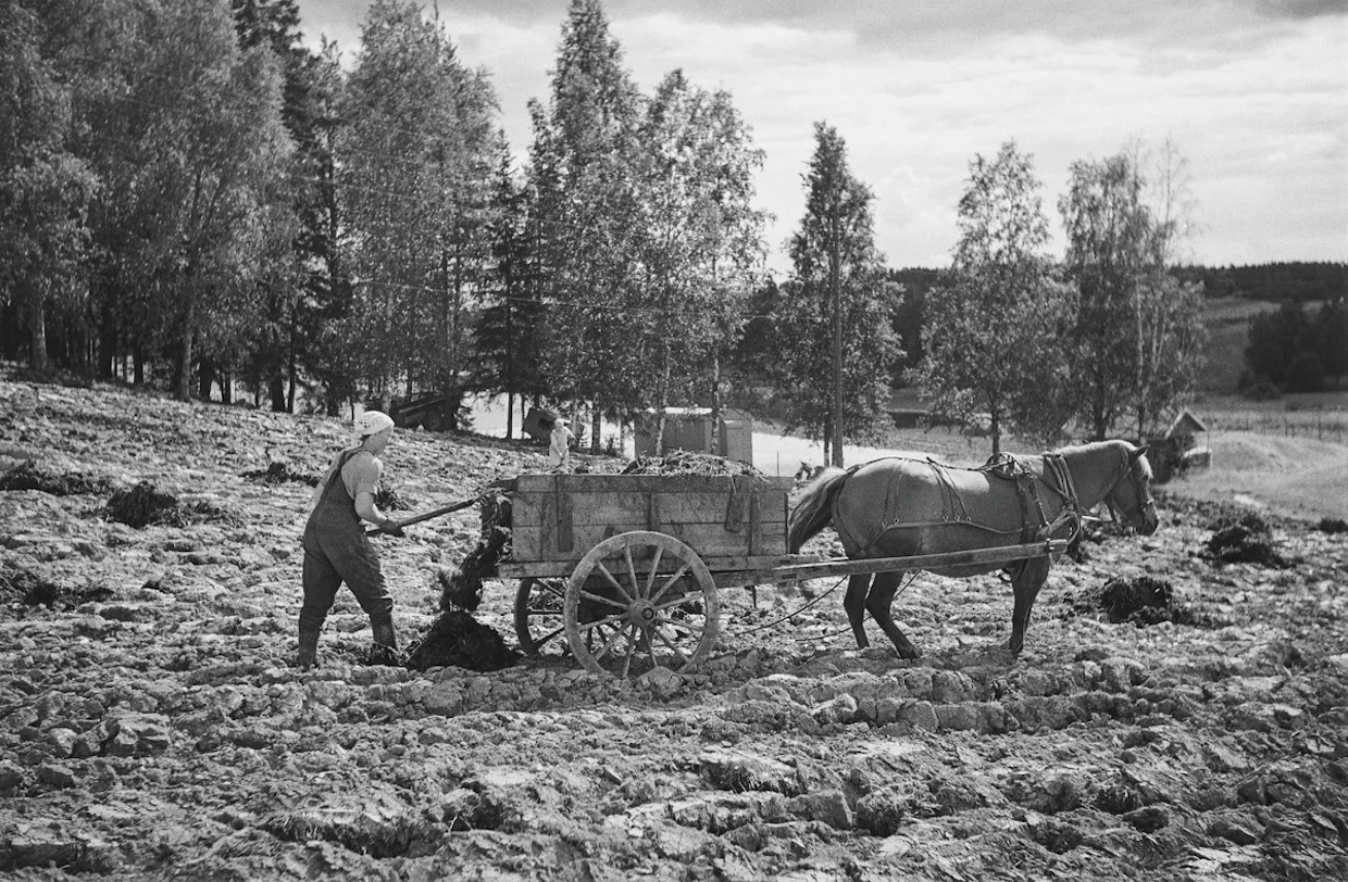 Karjanlanta ja makkilanta eivät sotien jälkeen enää riittäneet kansan ruokkimiseen. Keinolannoitteiden avulla maasta otettiin irti kaikki, mitä saatiin.