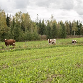 Lehmät tulossa laitumelta lypsylle tilakeskukseen. 