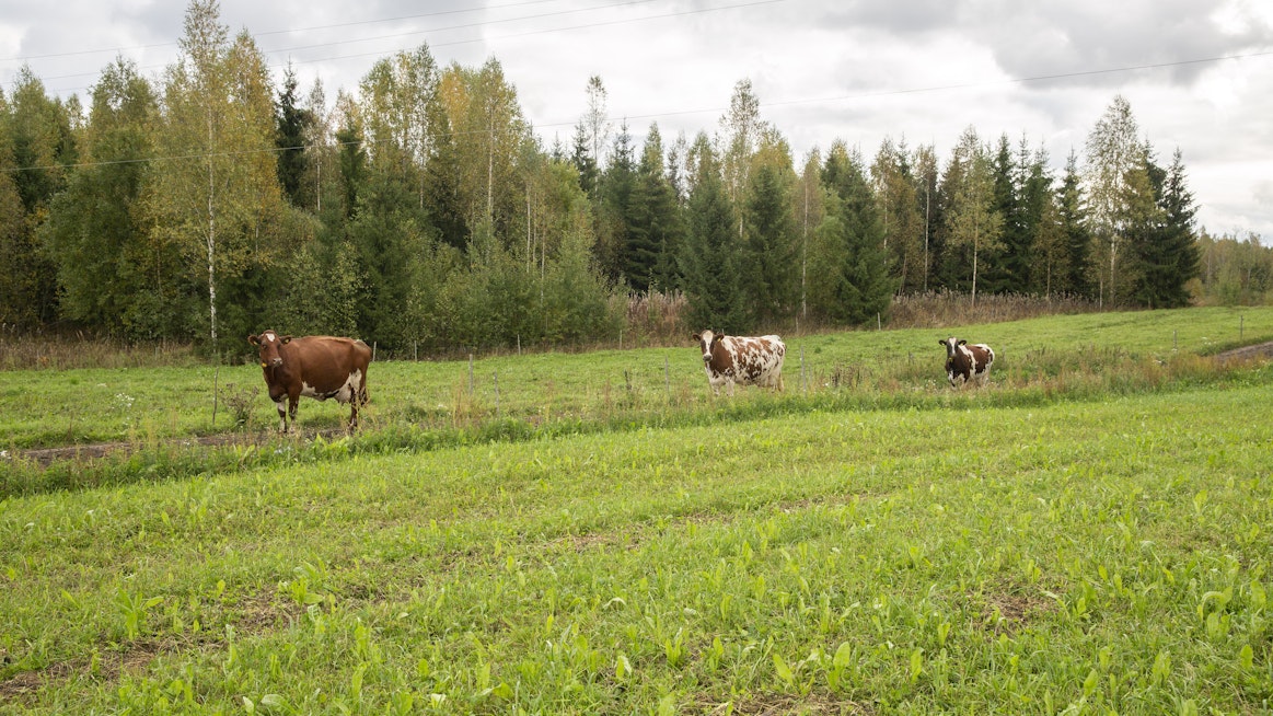 Lehmät tulossa laitumelta lypsylle tilakeskukseen.