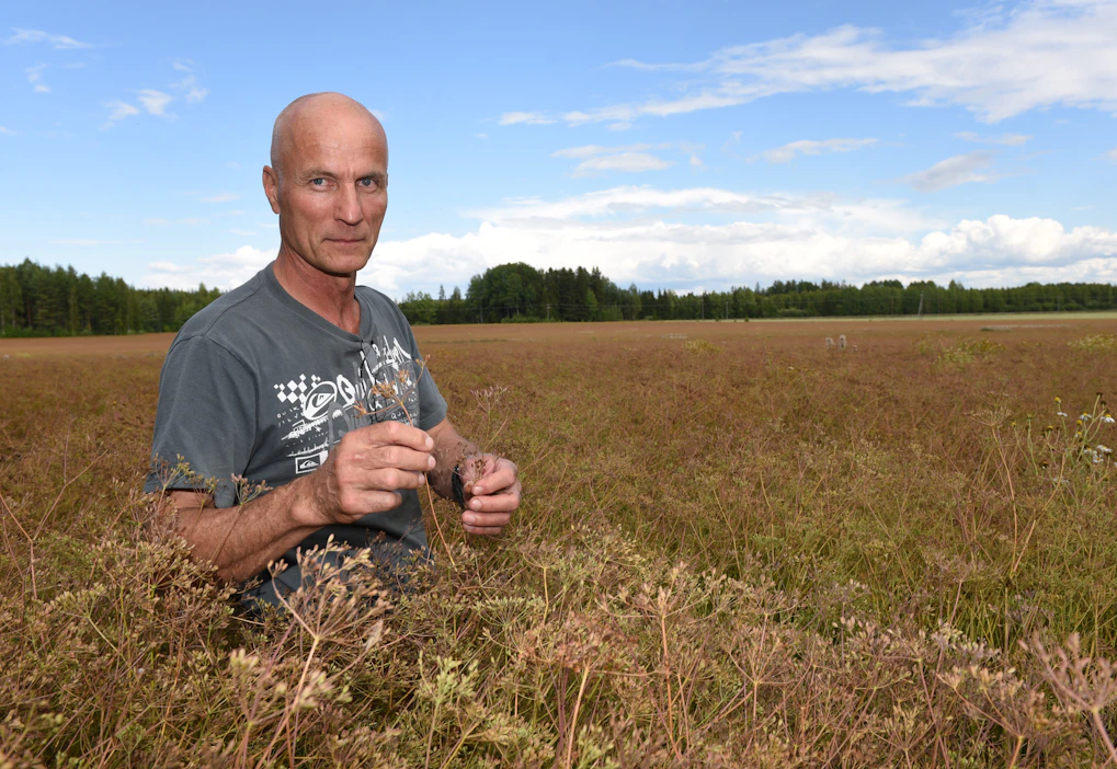 Ari Meronen arvioi saavansa Prochan-lajikkeesta yli 1 500 kilon hehtaarisadon. Kasvusto on tiheä eikä rikkakasveja juuri näy. Meronen oli elokuun alussa tyytyväinen myös kevätviljojen kasvustoihin. Puinnit alkavat kuminasta.