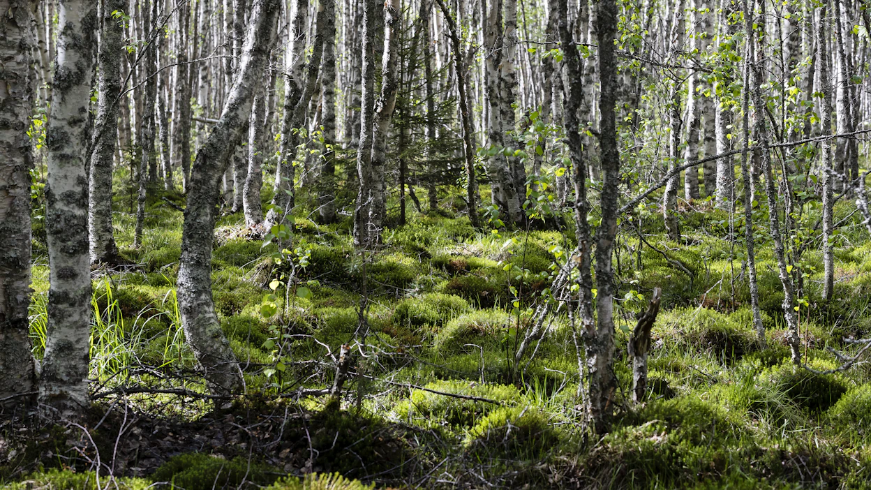 Maanomistaja voi hakea ennallistamiseen ja luonnonhoitoon ensi vuonna tukea uudesta metsätalouden kannustejärjestelmä Metkasta.