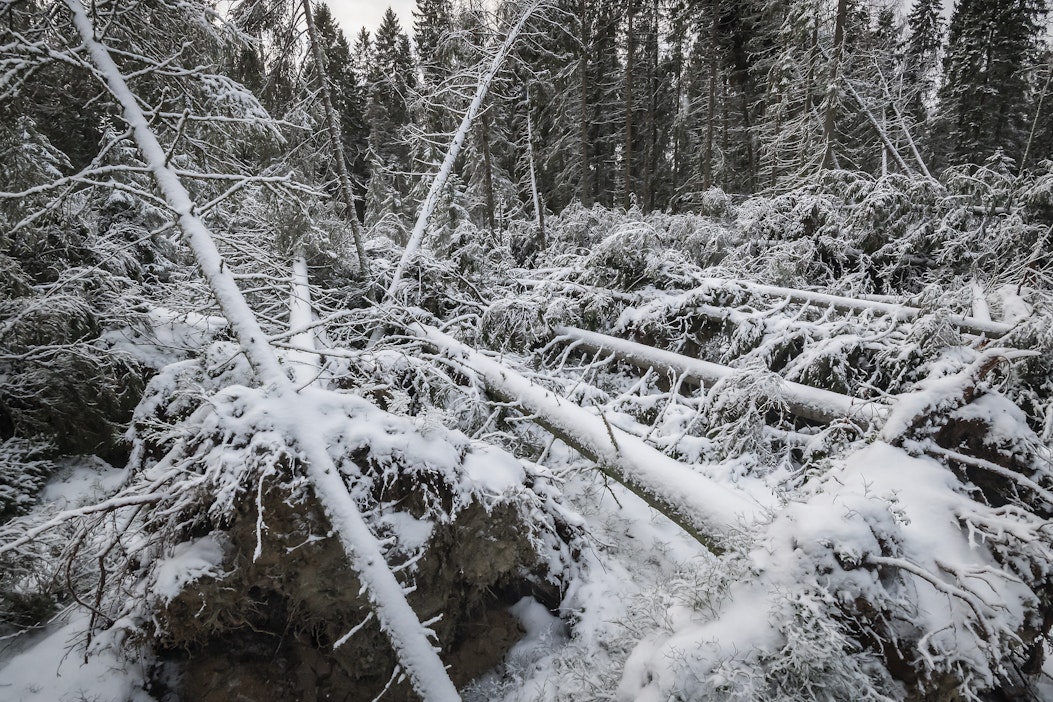 Myrskytuhoja Mustasaaren metsissä vuonna 2019.