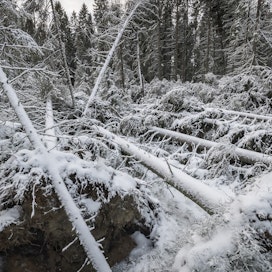 Myrskytuhoja Mustasaaren metsissä vuonna 2019.