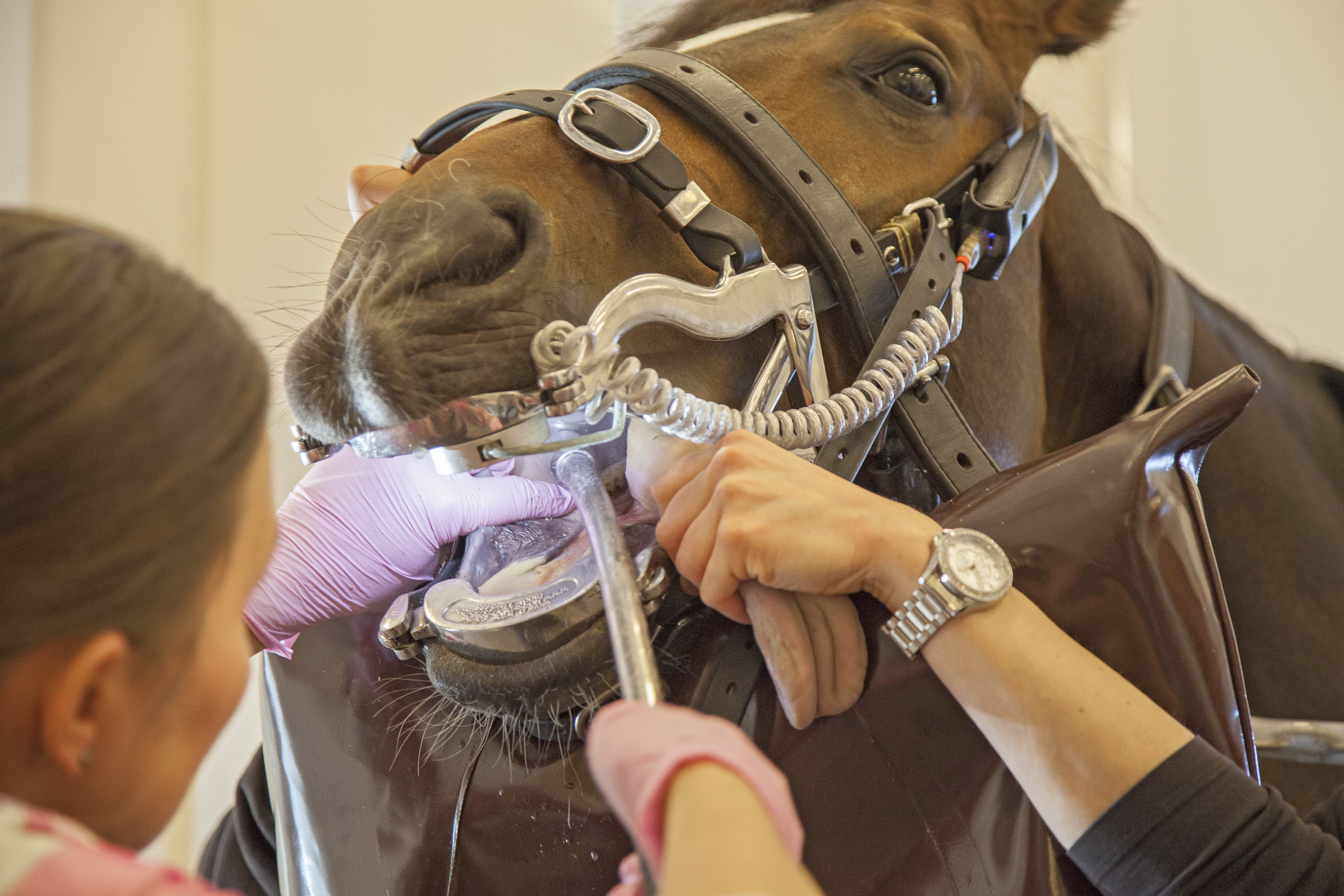 Suomalaishevosten hammashoitojen tulokset ja hevosen rotuun ja kilpailutietojen yhdistäminen kertoo, että eniten suuvaurioita löydettiin suomenhevosravureilta. Toiseksi eniten vammoja oli kilpailukäytössä olevilla puoliveriratsuilla.