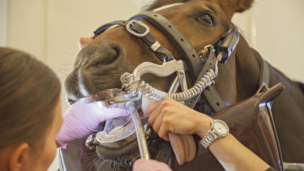 Suomalaishevosten hammashoitojen tulokset ja hevosen rotuun ja kilpailutietojen yhdistäminen kertoo, että eniten suuvaurioita löydettiin suomenhevosravureilta. Toiseksi eniten vammoja oli kilpailukäytössä olevilla puoliveriratsuilla.
