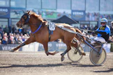 Morison ravasi alkuvuodesta muun muassa kuuden voiton putken. Juha Utala on ruunan vakio-ohjastaja.