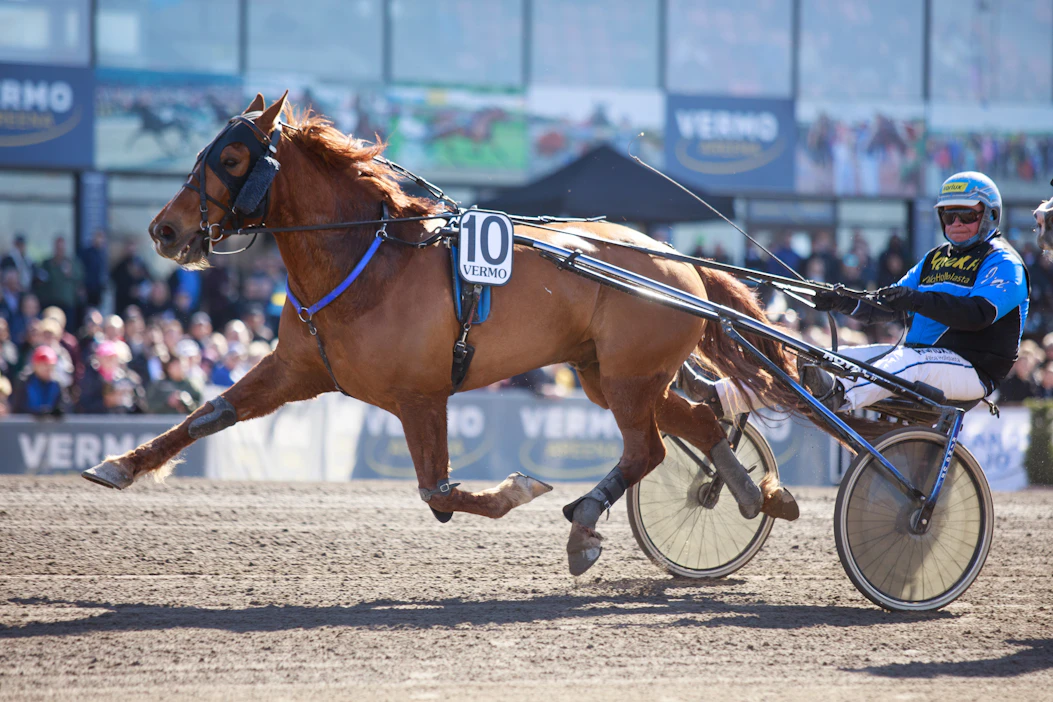 Morison ravasi alkuvuodesta muun muassa kuuden voiton putken. Juha Utala on ruunan vakio-ohjastaja.