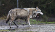 Susi on jolkutellut Mustasaaressa talojen pihoissa. Kuvituskuva sudesta. 