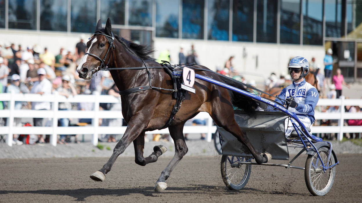 Mellby Jinx sijoittui neljänneksi viime vuoden St Michelissä. Daniel Wäjerstenin suojatti vastasi kovavauhtisen lähdön vetotöistä. Kuvassa valjakko lämmittelee Mikkelin radalla.