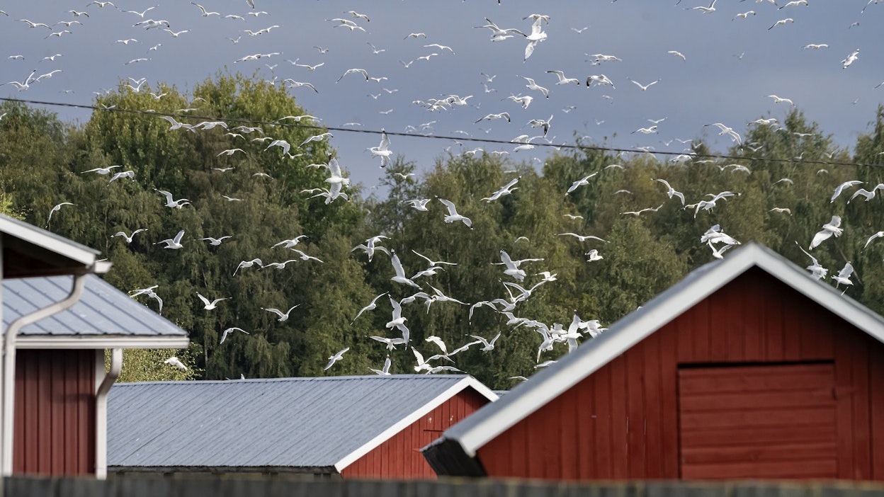 Villilinnut voivat levittää lintuinfluenssan turkistarhalle.