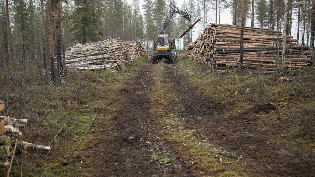 Vuoden 2014 metsälain muutoksen jälkeen metsiä on uudistettu aiempaa nuorempina ja harvennettu yhä voimakkaammin. Tutkijoiden mukaan hakkuutapojen muutokset eivät välttämättä johdu metsälaista.