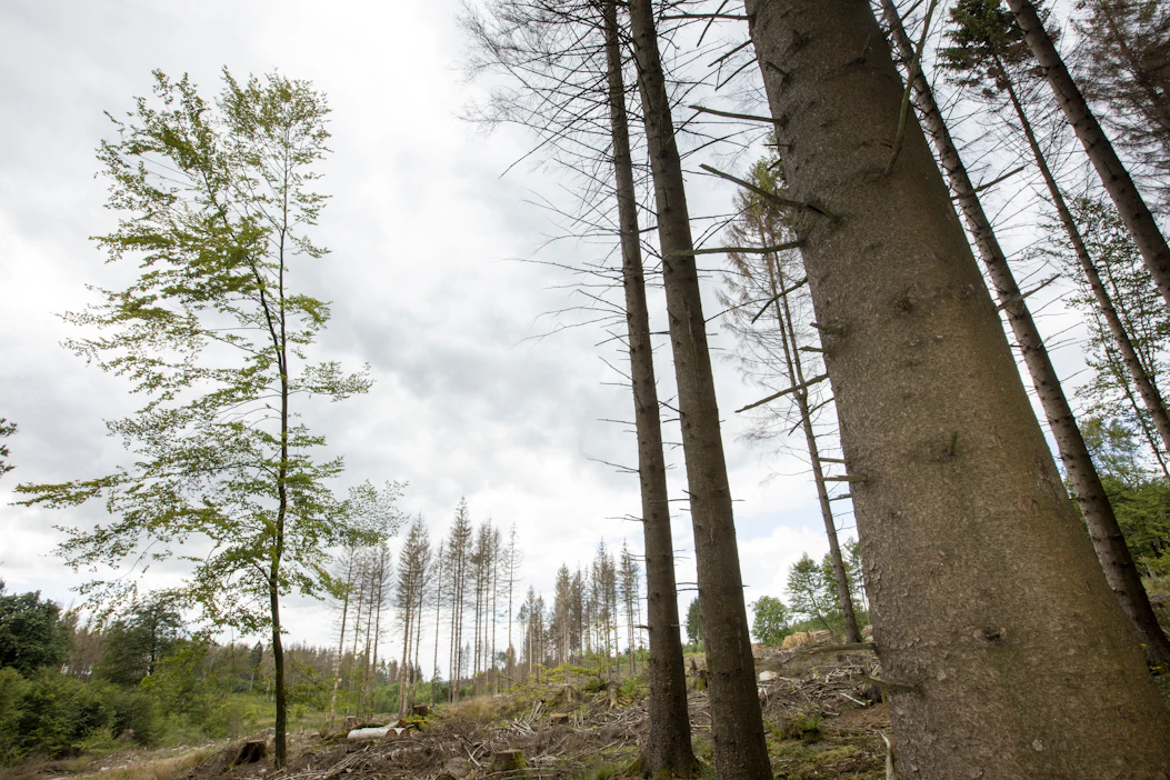 Saksan metsäammattilaisilla on edessään mittavat istutus- ja taimikonhoitotyömaat kirjanpainajan tuhoamien kuusikoiden jäljiltä.