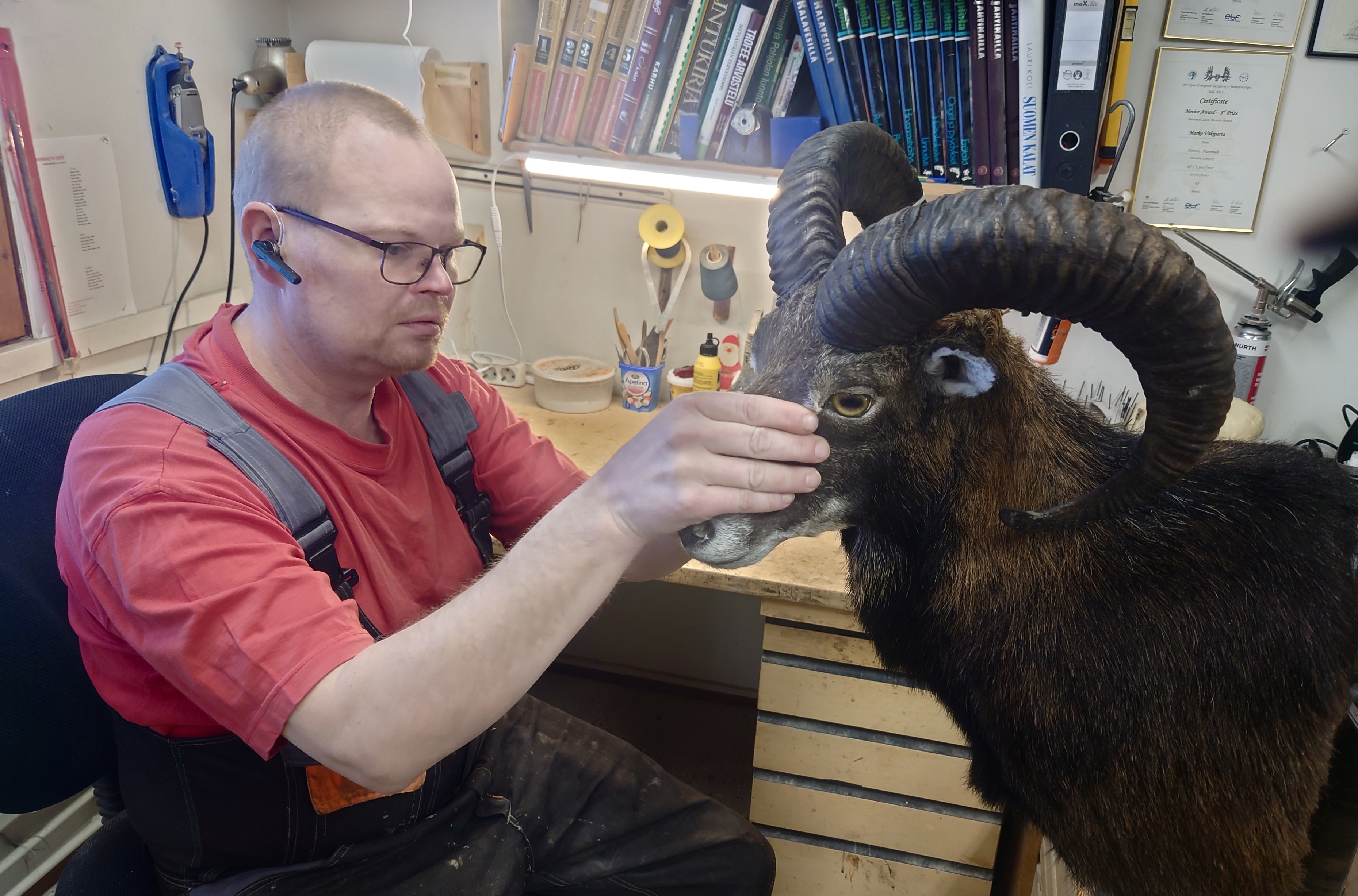 Mestari työssään. Tässä valmistuu muflonin pää. 