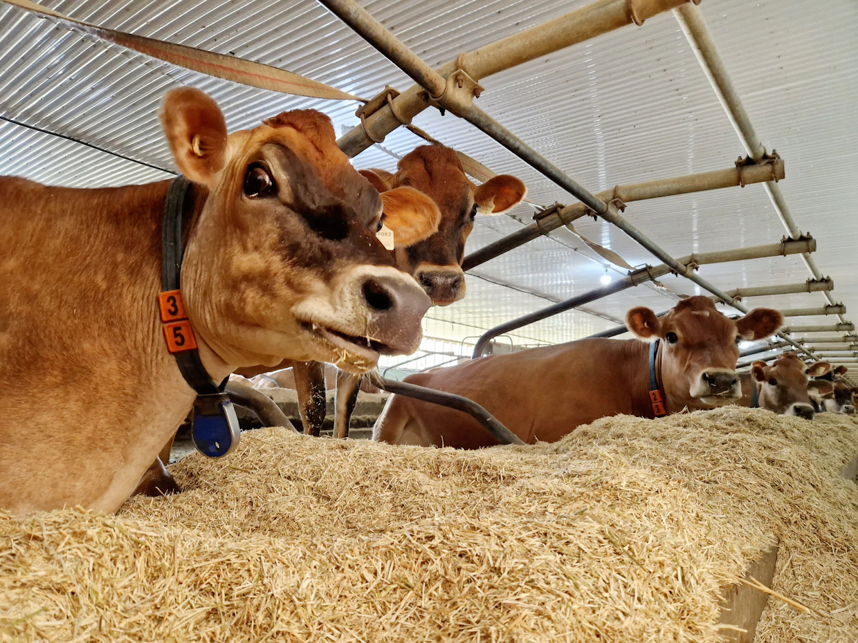Kun Haenin perhe muutti Sveitsistä Kanadaan, he ostivat tilan jersey-nautoineen. Aiemmin heillä oli ollut pihvikarjaa. Enää paluuta ei ole. ”Rakastuimme niihin”, sanoo Adrian Haeni.