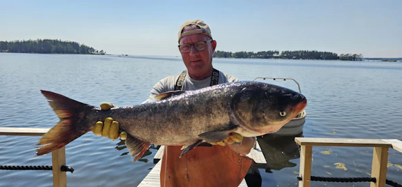 Kuvassa Suomen ensimmäinen marmoripaksuotsa, joka päätyi ammattikalastajan pyydykseen viime vuoden heinäkuussa. 