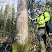 FSC-sertifikaatti velvoittaa säästämään esimerkiksi kaikki yli 40 senttiä halkaisijaltaan olevat haavat. UPM:n ympäristöasiantuntija Henri Koivisto liikkeellä mittanauhan kanssa vuonna 2022.