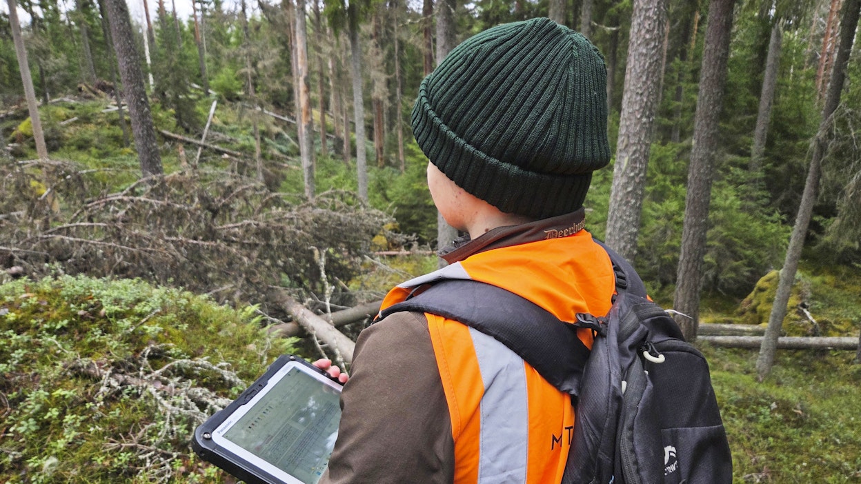 Metsähallitus inventoi valtion vanhoja metsiä Sulkavalla marraskuussa.