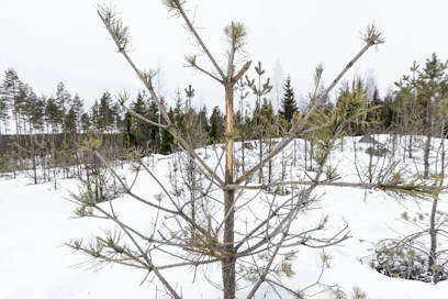 Jos taimikon hirvieläintuho on vakava, korvausta voi saada täydennysviljelyn tai uudelleenmetsityksen kuluista. 