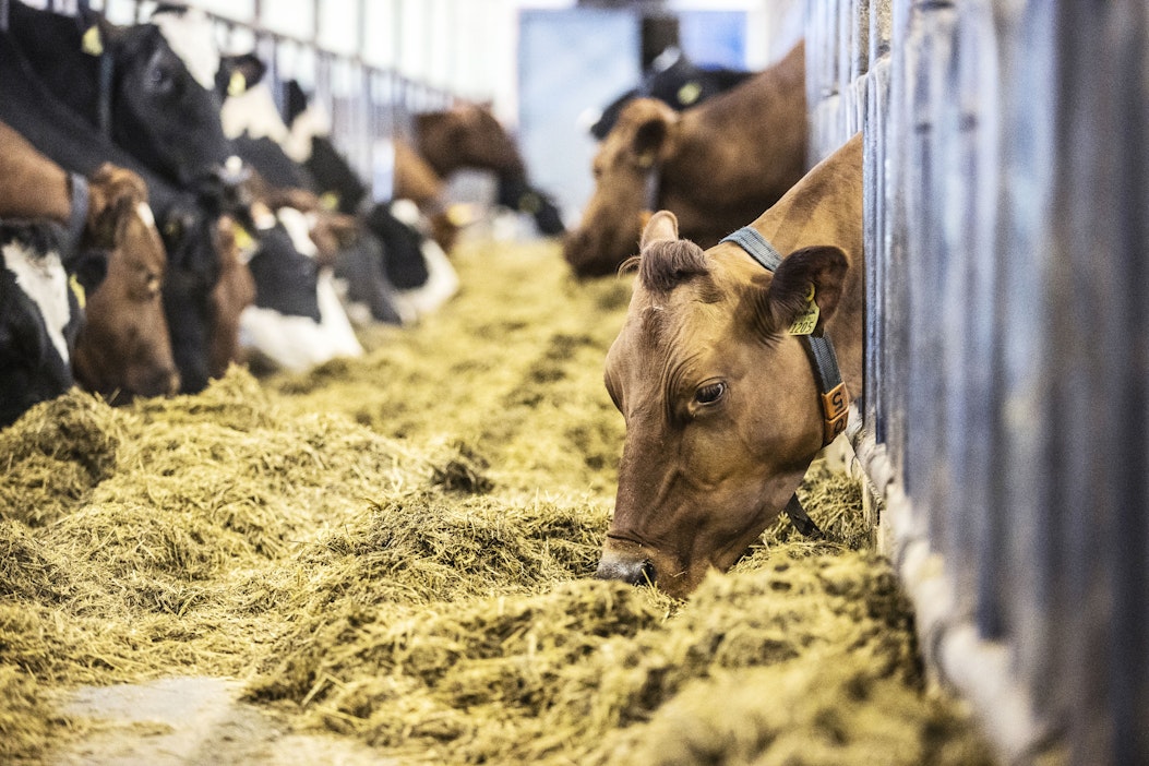 Nautapalkkioiden maksuaikataulu on lopulta selvillä.