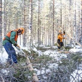 Matti ja Aku Äijö ovat valmistelleet reilun neljän hehtaarin kuvion talviseen hankintahakkuuseen. Tiheään kasvaneesta metsästä joutaa pois enemmän kuin joka toinen puu.