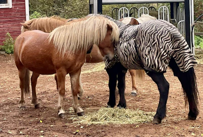 Lämpökäsitelty purutarha oli mitä mainioimmassa kunnossa vuotta, kahtakin perustamisen jälkeen. Kuvassa 15 kuukautta ruunalauman käytössä ollut, päivittäin siivottu tarha.