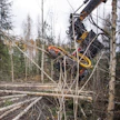 Metsien kasvu on lisääntynyt, joten harvennuksessa voi jättää aiempaa enemmän puuta hehtaarille.