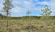 Kuvassa Kirmonmetsän luonnonsuojelualue.