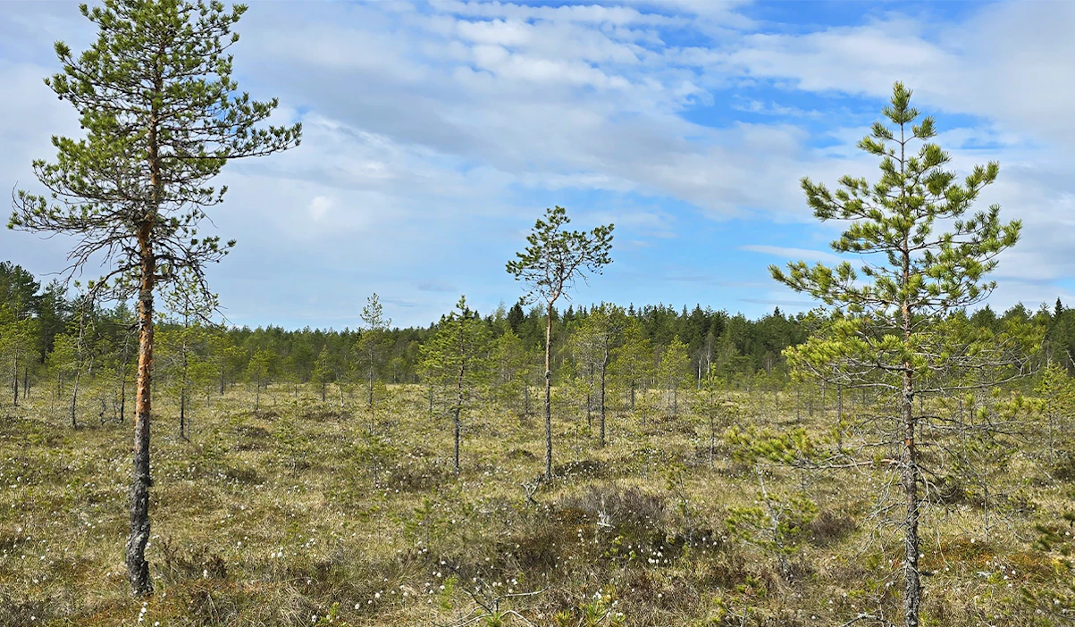 Kuvassa Kirmonmetsän luonnonsuojelualue.