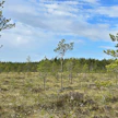 Kuvassa Kirmonmetsän luonnonsuojelualue.