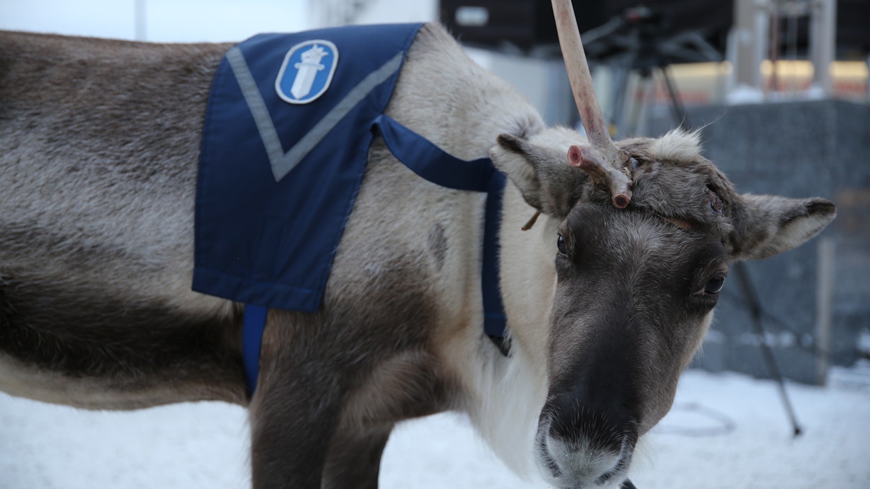Poliisiporo Artturi on edustanut poliisin virkaliivissä jo 11 vuotta.