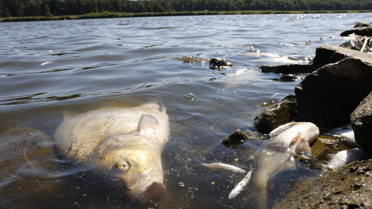 Viranomaiset epäilevät Oderissa kelluvien kalojen kuolleen myrkytykseen. 