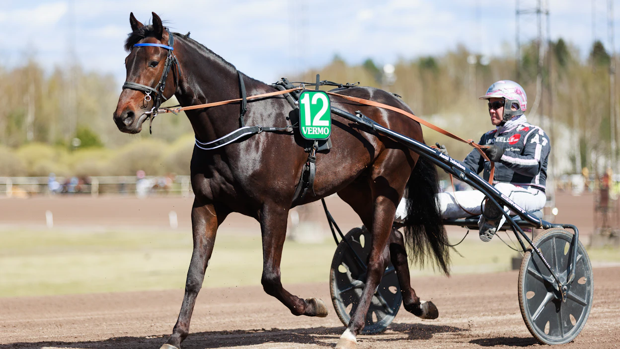 Lil Runner tavoittelee voittoa kolmannessa Toto5-kohteessa. Antti Teivainen ohjastaa, valmentaa, omistaa ja on sen lisäksi myös kasvattanut hevosen.