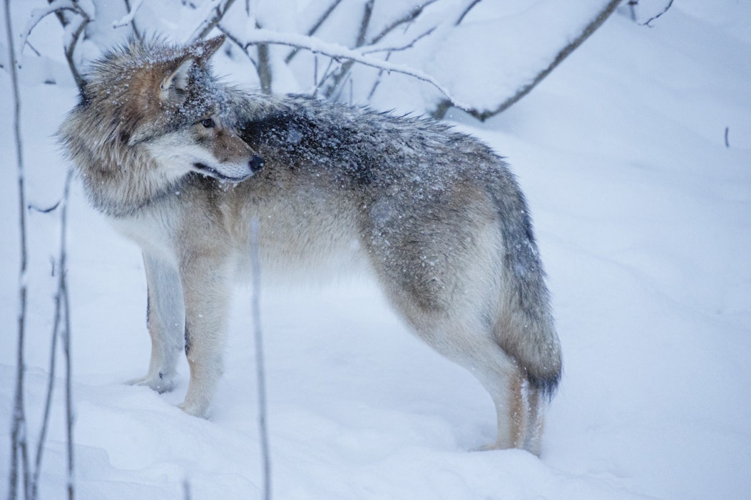 Koirasusilauman poistoon Ylämaalle myönnetty poikkeuslupa  toimeenpanokieltoon - MT Metsä - Maaseudun Tulevaisuus