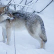 Lumi helpottaa susien pyyntiä, koska se paljastaa suden jäljet ja liikkeet.