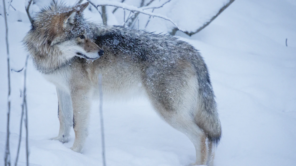 Kiintiömetsästys on määrätty lopetettavaksi Eurajoen ja Humppilan kiintiöalueella.