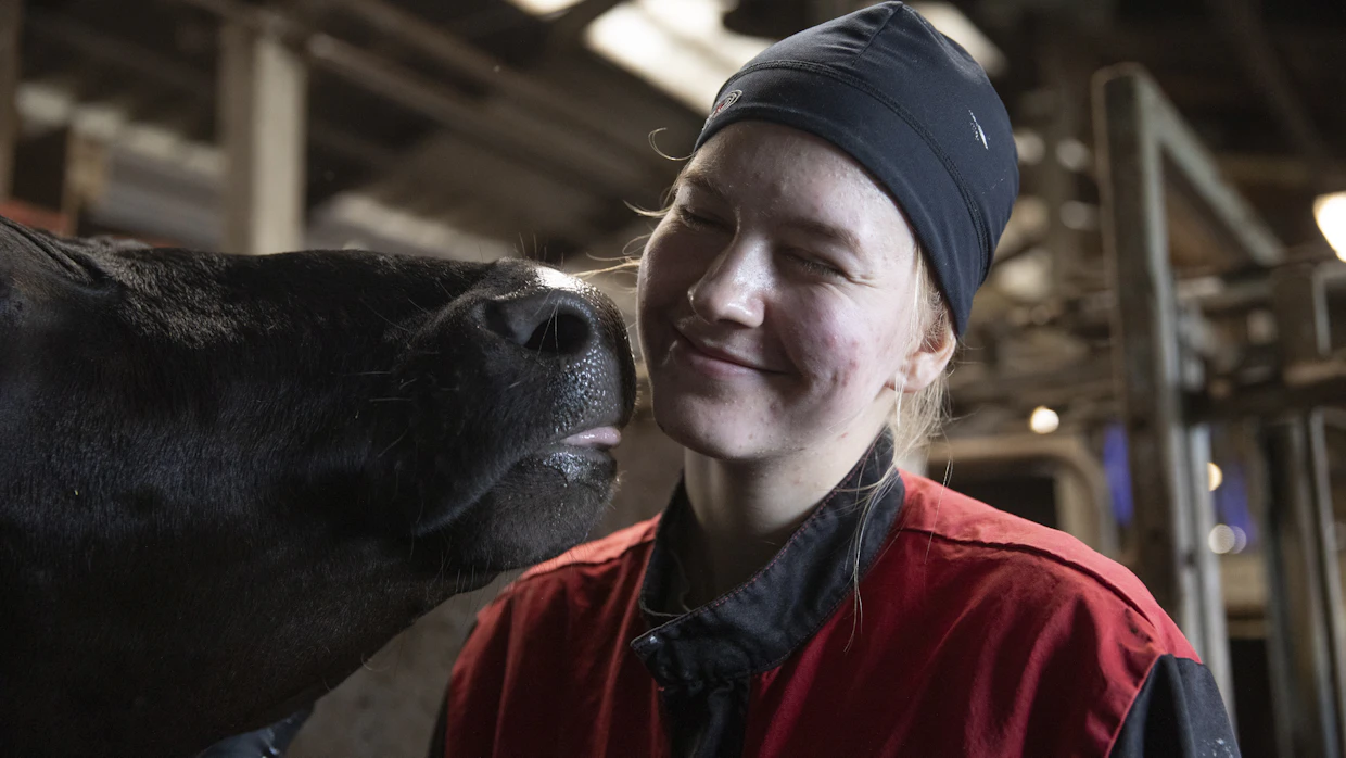 Lehmistä tuli Juulia Paulannolle mieluisia työkavereita. Kuvassa mukana lehmä nimeltä Viallinen, yksi suosikeista.