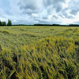 Ohraa on jo ennen perjantain sateita ehtinyt lakoontua reheväkasvuisilla pelloilla Kyrönmaalla. Kuvassa mallasohraa Laihialla. 
