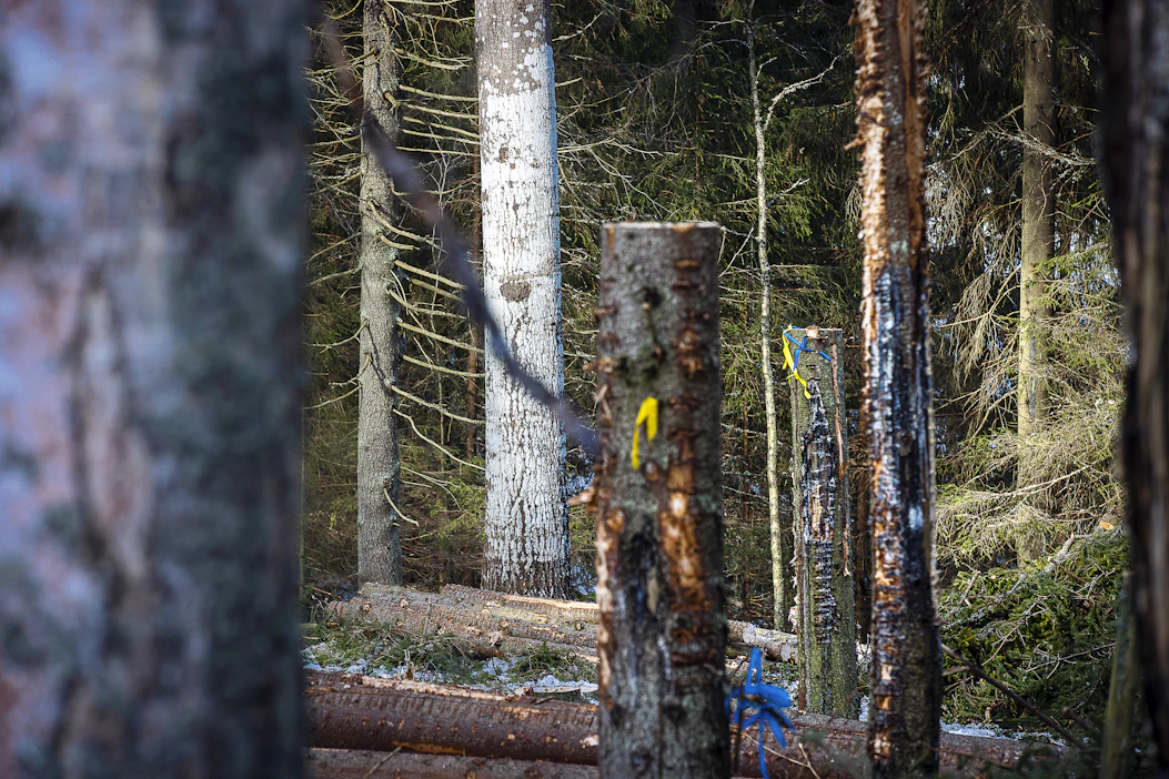 Luonnonsuojelulaissa on kohtia, jotka heikentävät metsänomistajien omaisuudensuojaa pahasti, MTK katsoo.