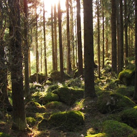Metsänomistajilla on suuri rooli ilmastonmuutoksen hillinnässä ja luontokadon ehkäisyssä.
