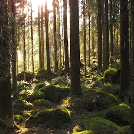 Hallitusohjelman kirjausten mukaan hallitus pyrkii kehittämään kestävää ja ennustettavaa metsäpolitiikkaa.